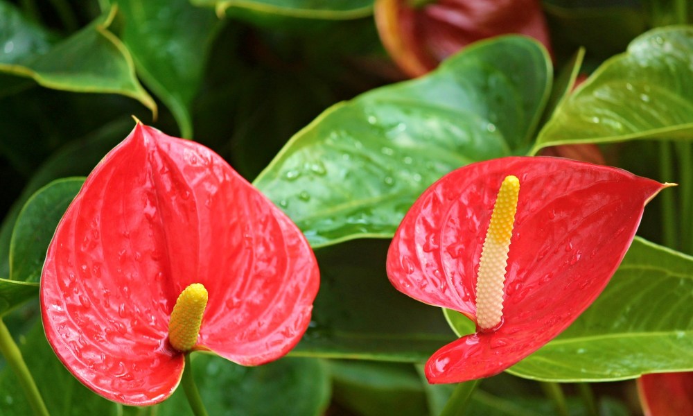 Anthurium blooms