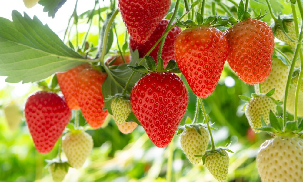 Red and green strawberries on vines