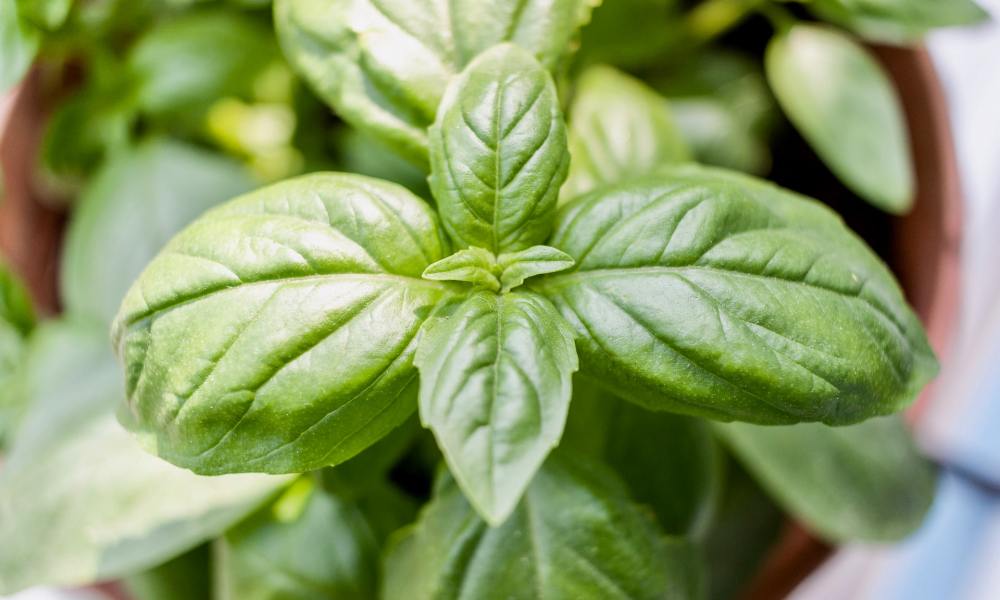 Basil plant in pot