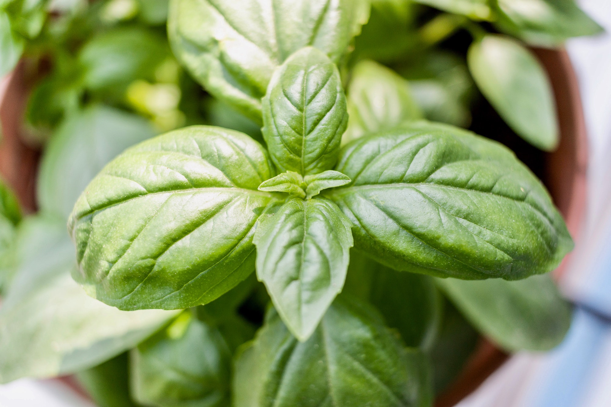 Here s What to Know About Using Basil for Pest Control HappySprout