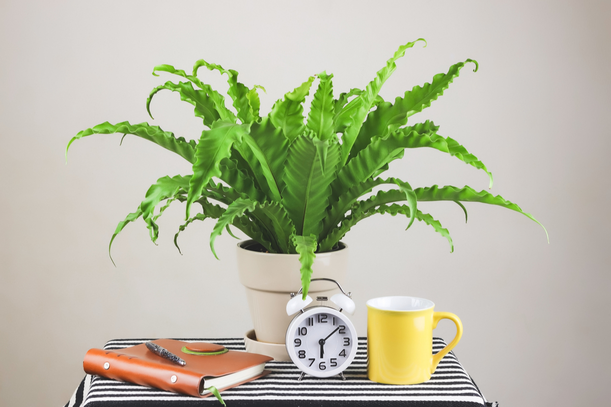 A bird's nest fern on a small table