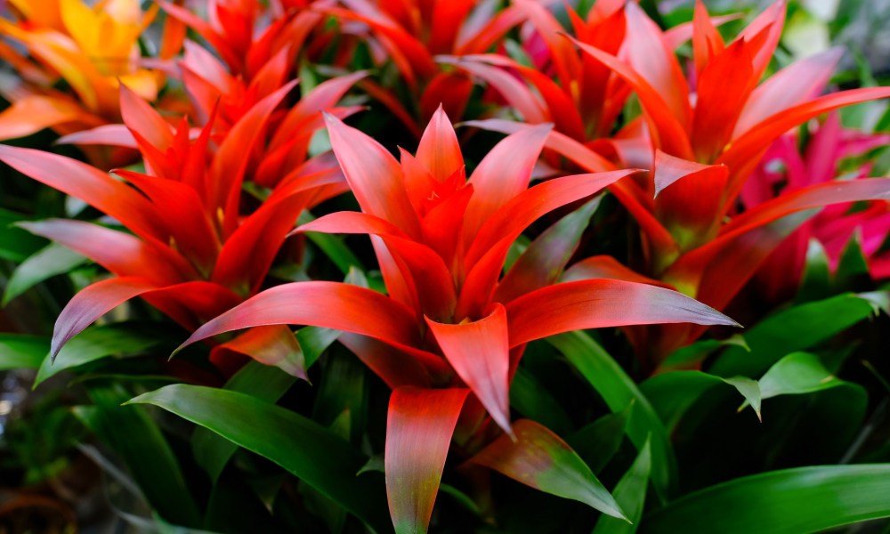 Bromeliads in bloom