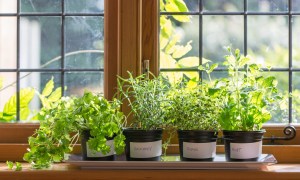 Row of herb plants in pots on windowsill