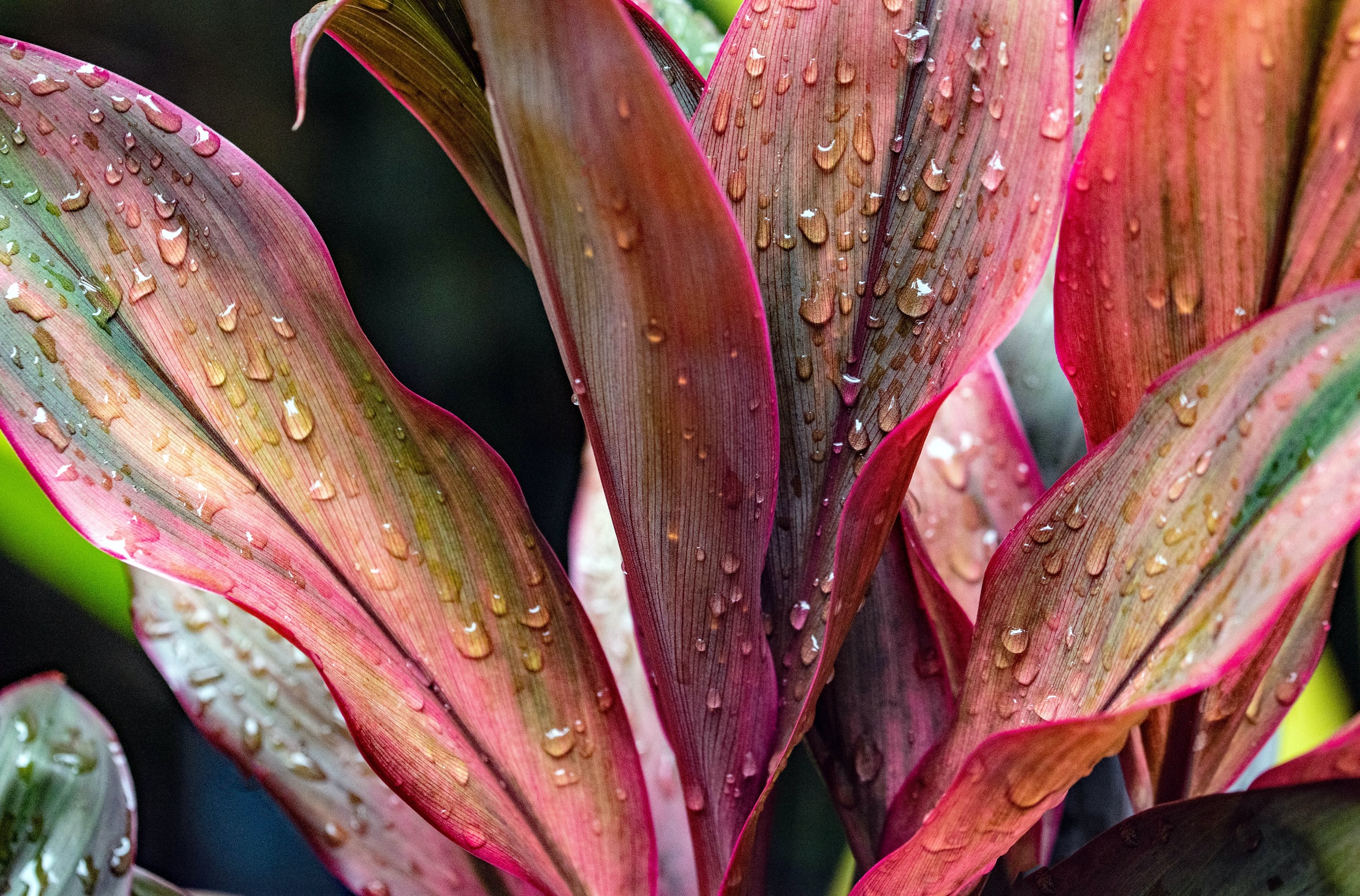 Close-up of cordyline leaves