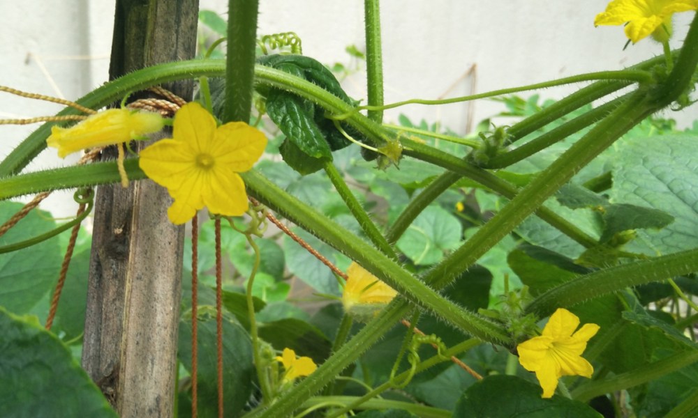 Cucumber vines flowering on trellis