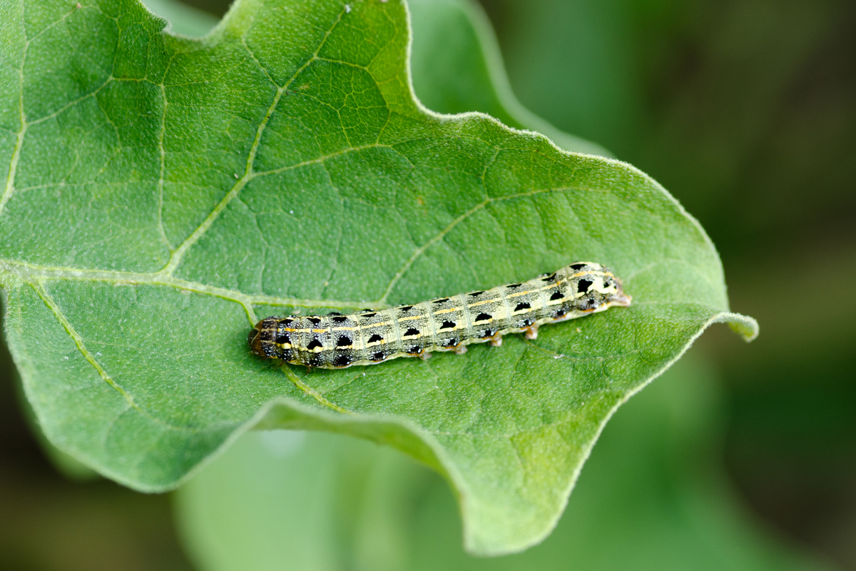 How To Get Rid Of Cutworms That Are Invading Your Garden | HappySprout