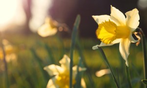 Close-up of daffodils in sunlight