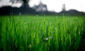 Buffalo grass with dew