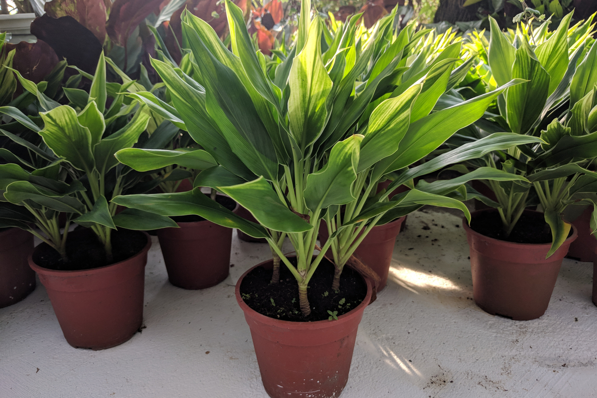 Green cordyline deals