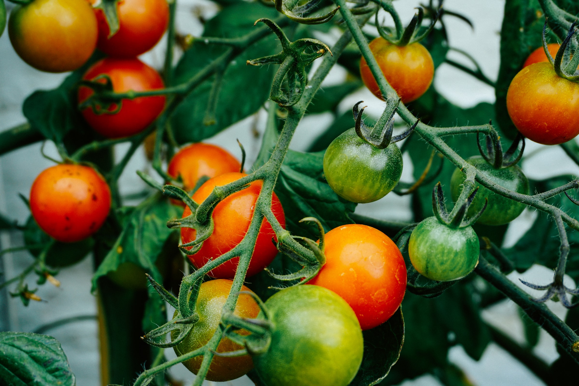 Growing Tomatoes Indoors During The Winter | HappySprout