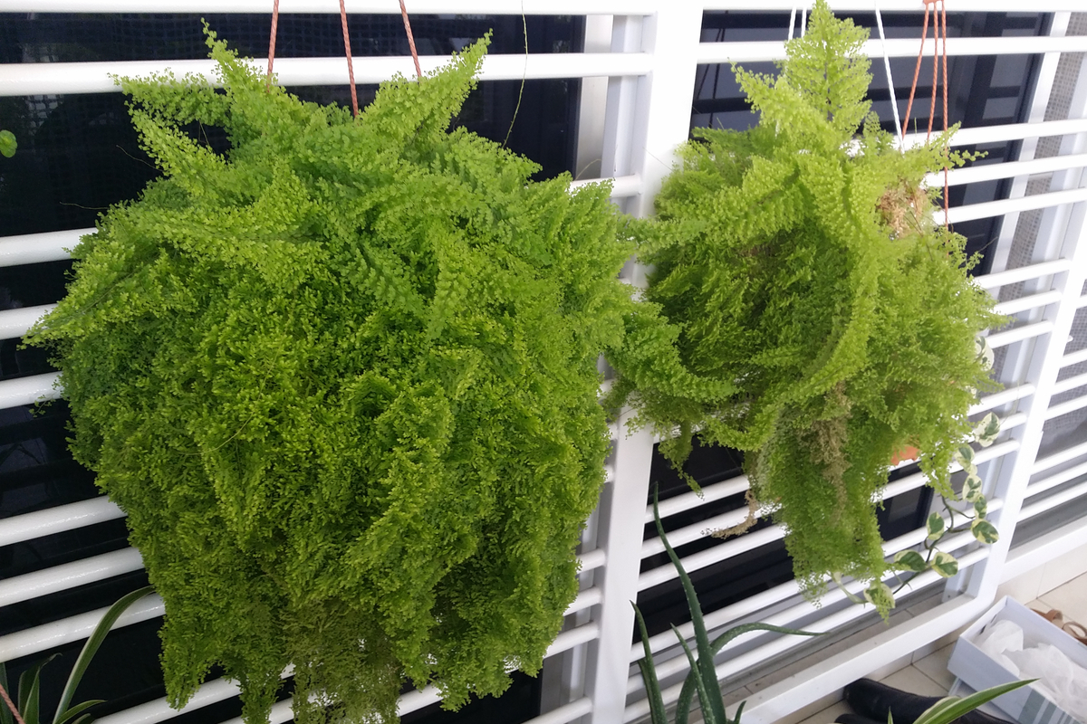 indoor ferns hanging maidenhair