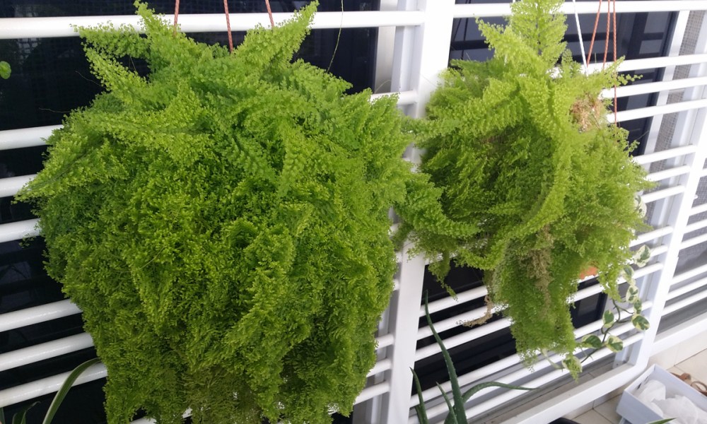 A hanging maidenhair fern