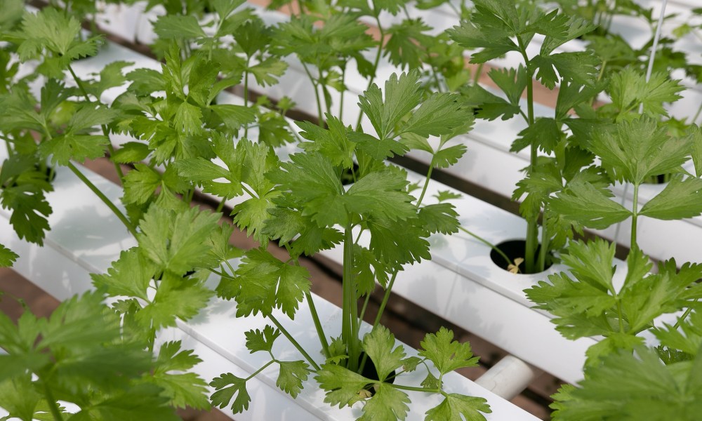 Cilantro grown hydroponically