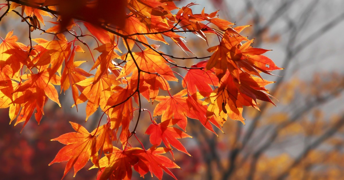 What is leaf mold and how can it benefit your garden? | HappySprout