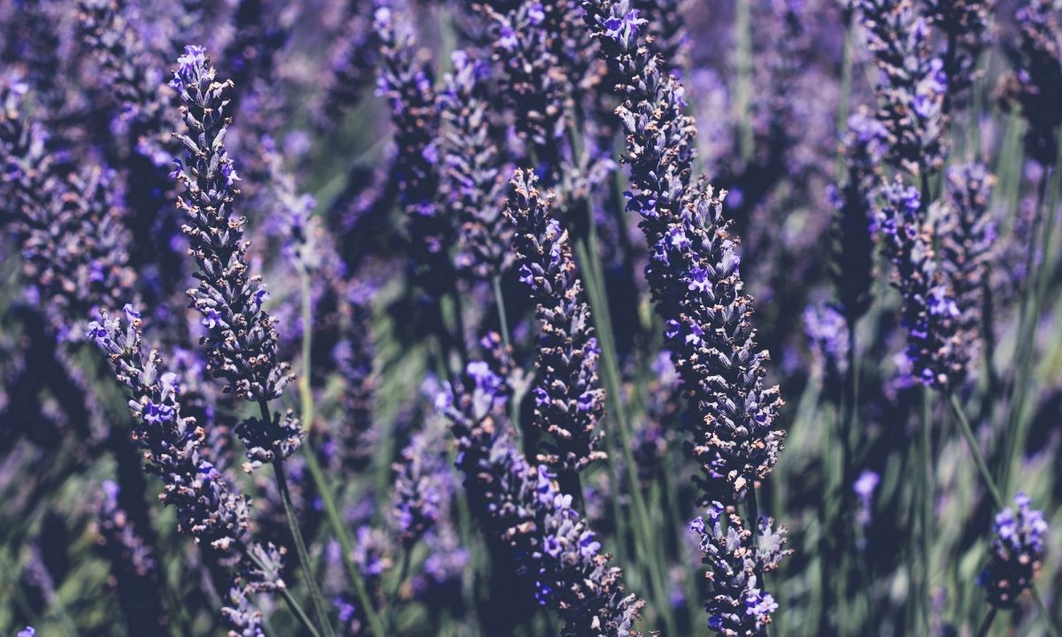 Lavender flowers clustered together