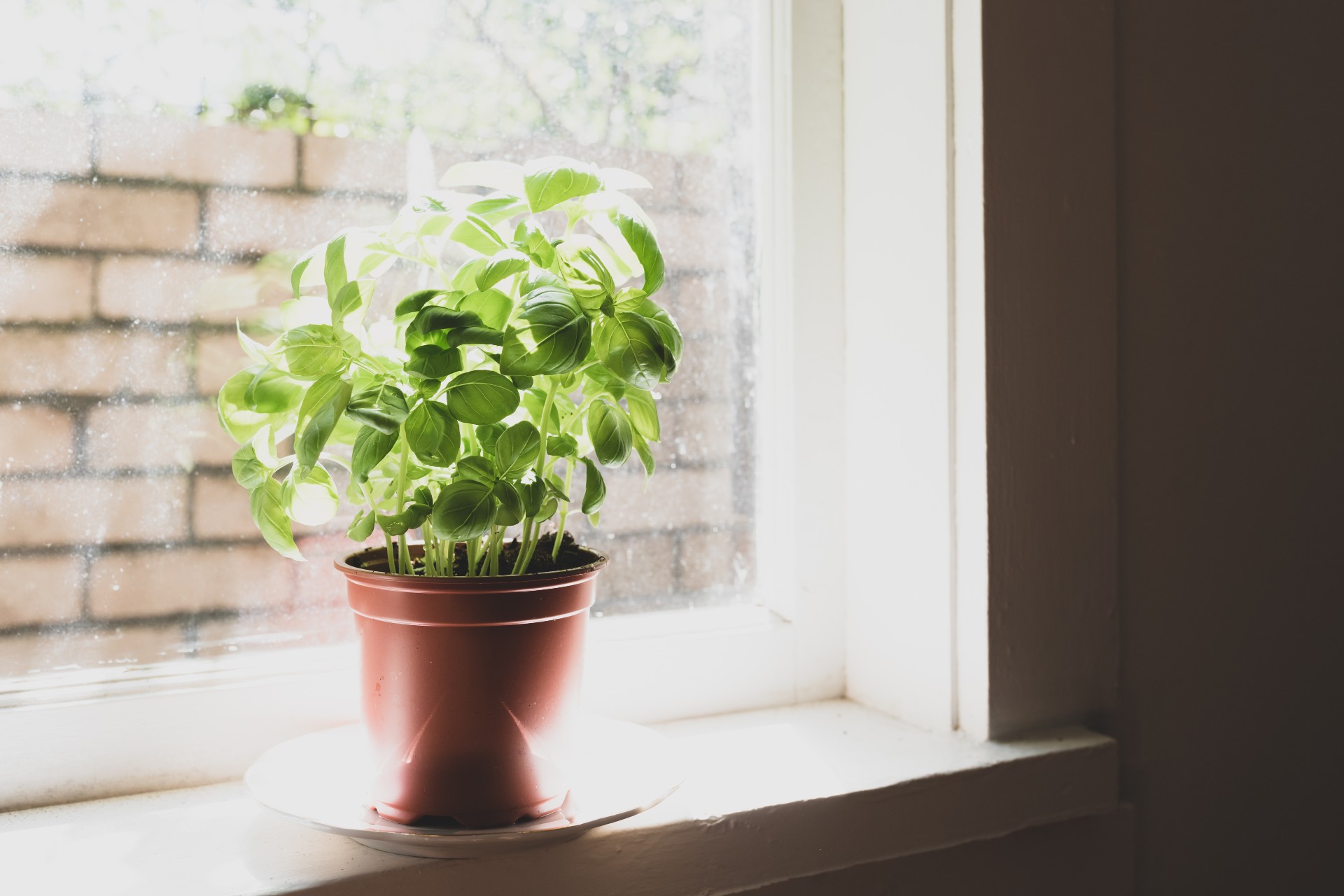 Can Basil Survive the Cold Winter Months HappySprout