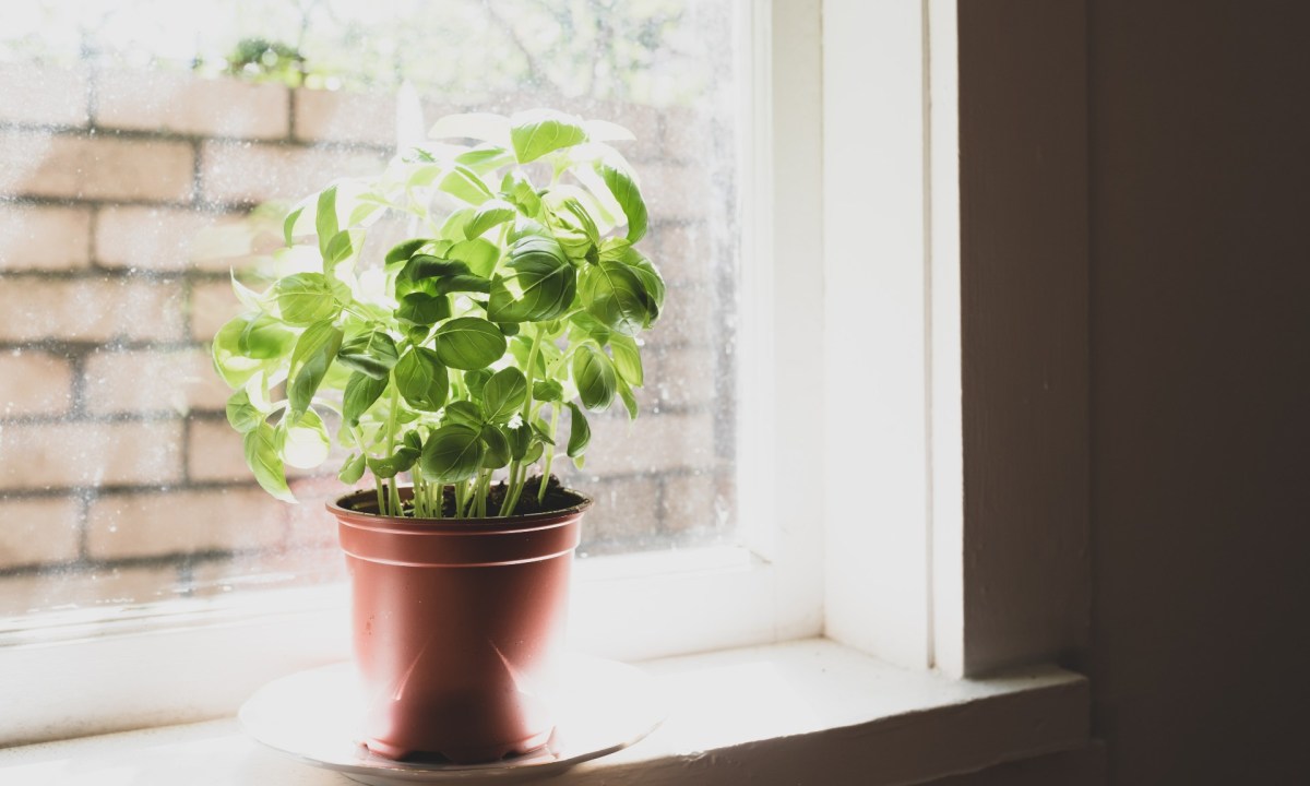 Basil plant on windowsill