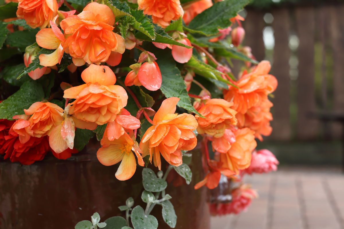 Watering Your Begonias for Beautiful Blooms | HappySprout