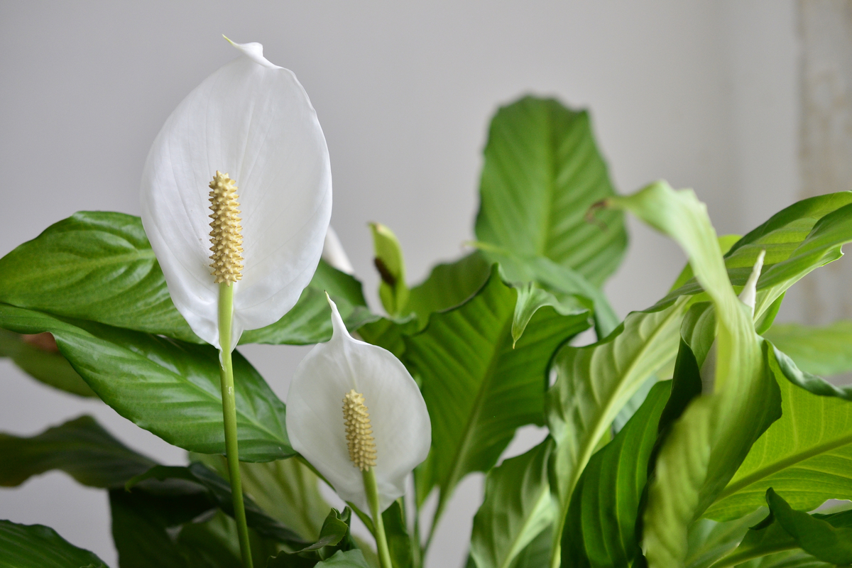 avoid plant allergies a close up of flowering peace lilies