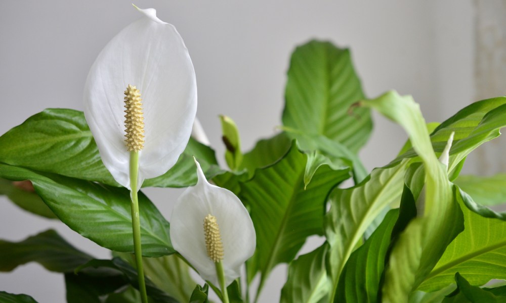 A close-up of flowering peace lilies