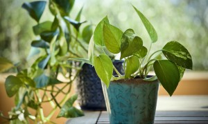 A potted pothos plant on a table