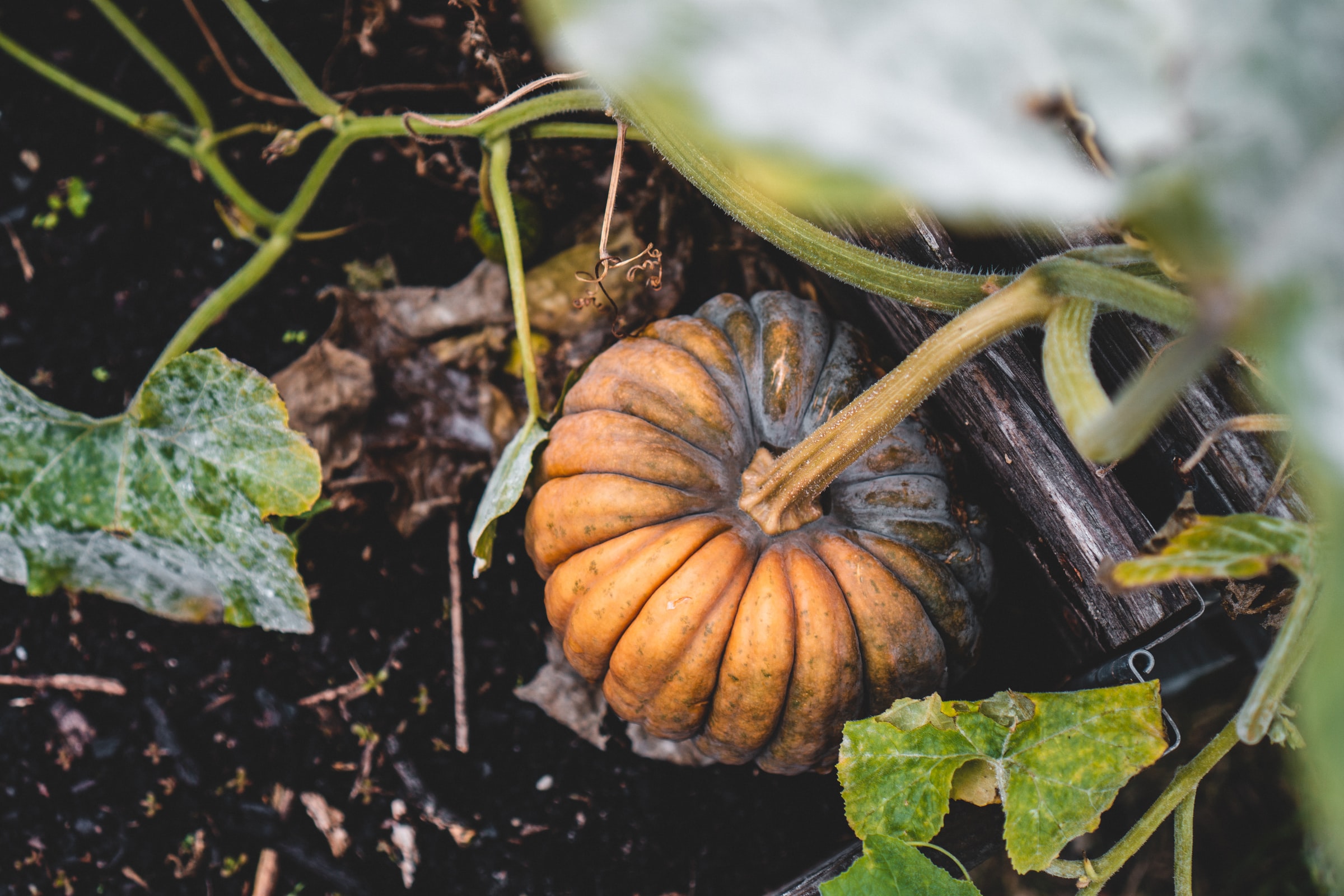 How To Compost Pumpkins After The Holiday Is Over | HappySprout