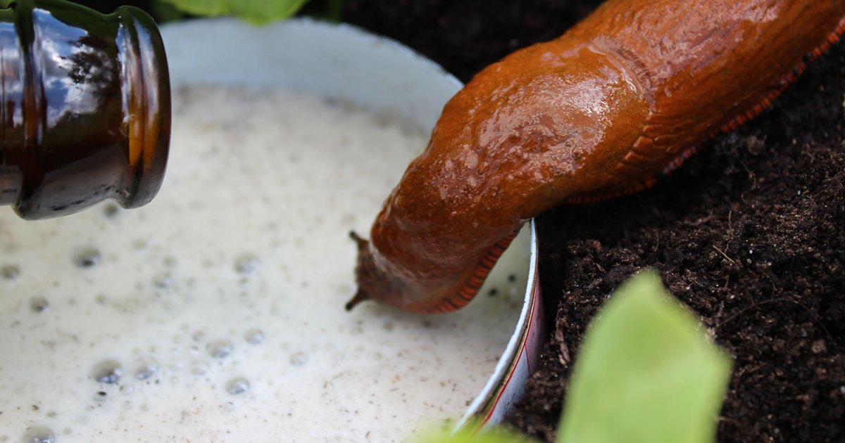 The best ways to control slugs and snails organically | HappySprout