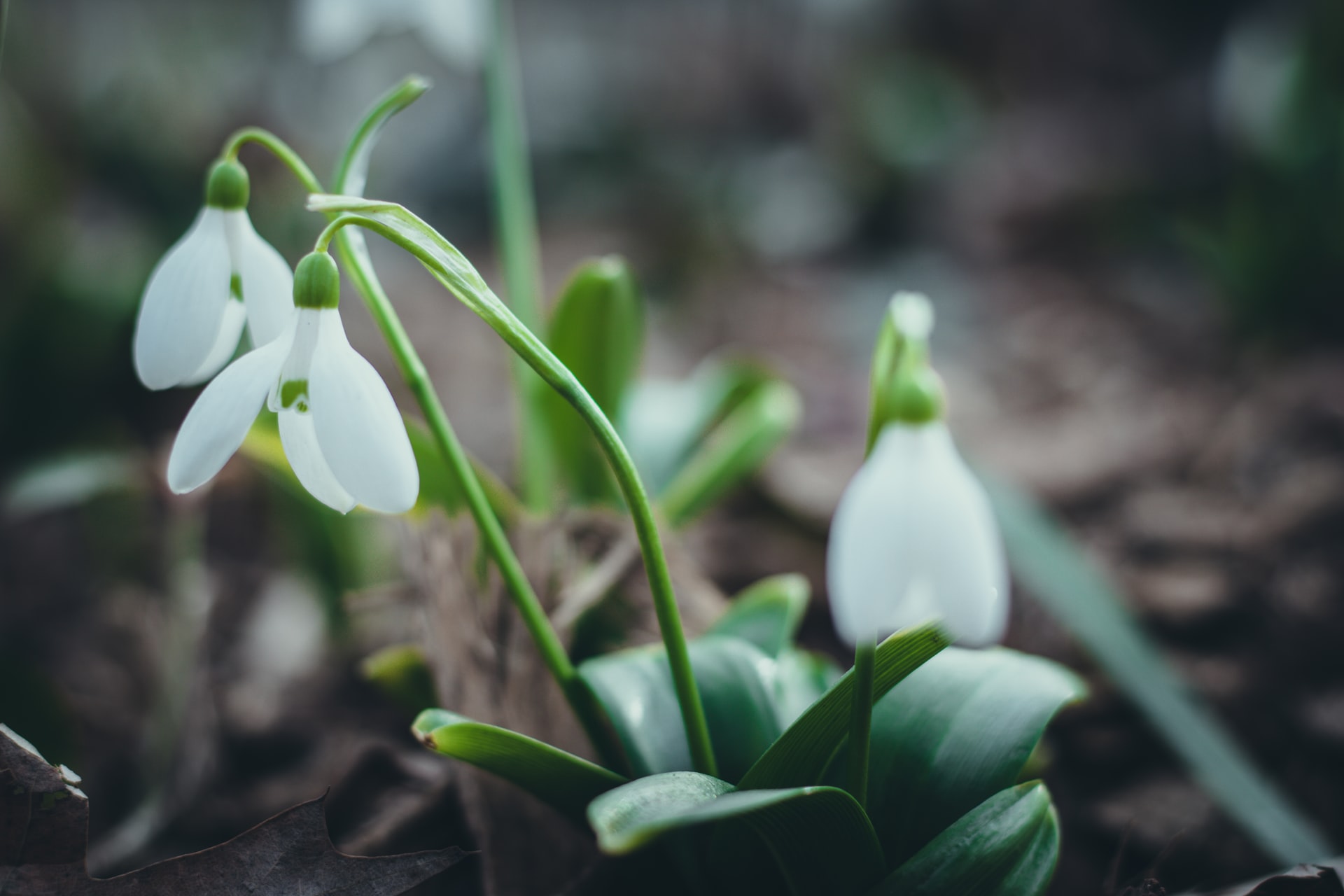 Plant These Flowers to Have the Earliest Spring Blooms HappySprout