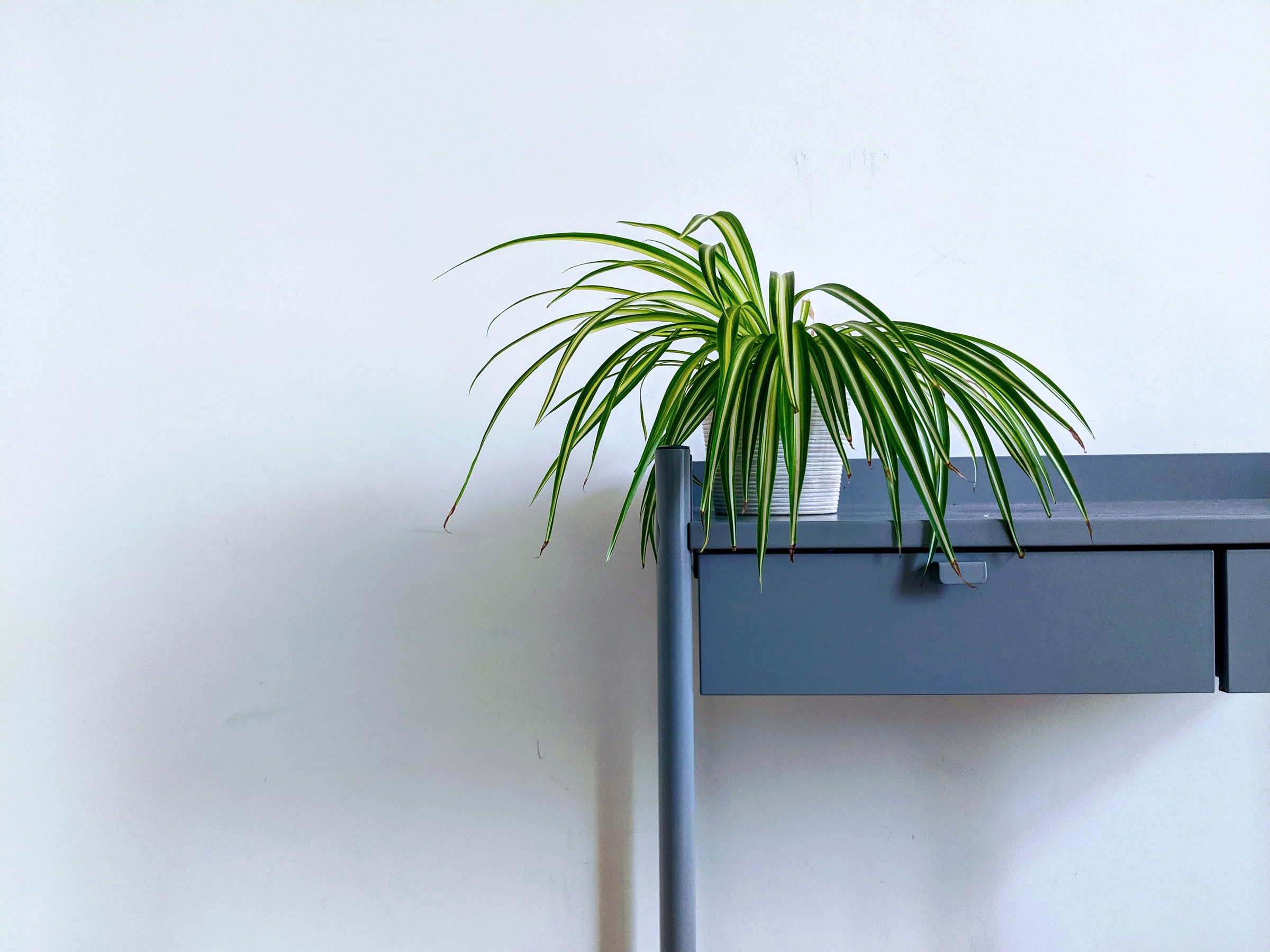 spider plant propagate table jpg