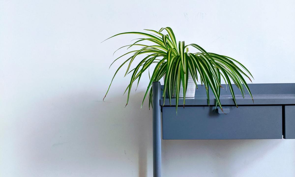 Spider plant on a table