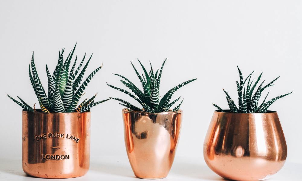 Three potted succulents