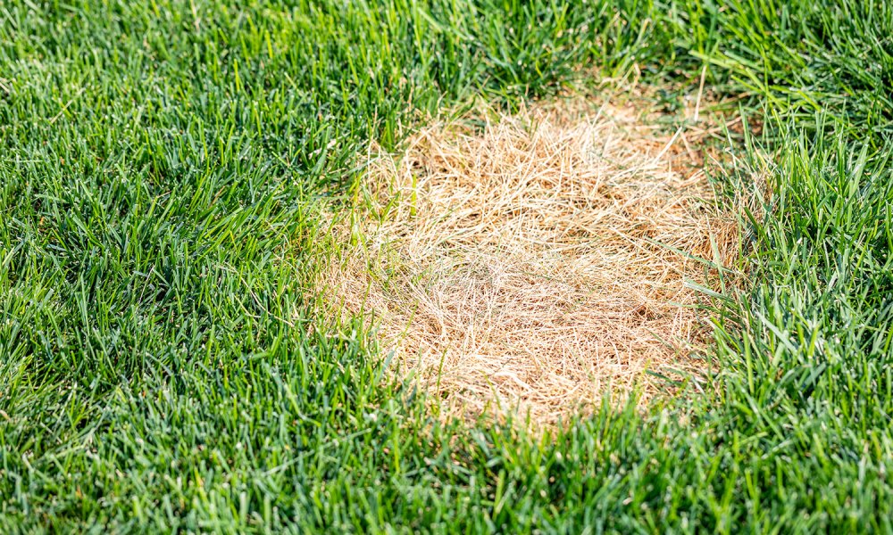 A brown circle of dead grass