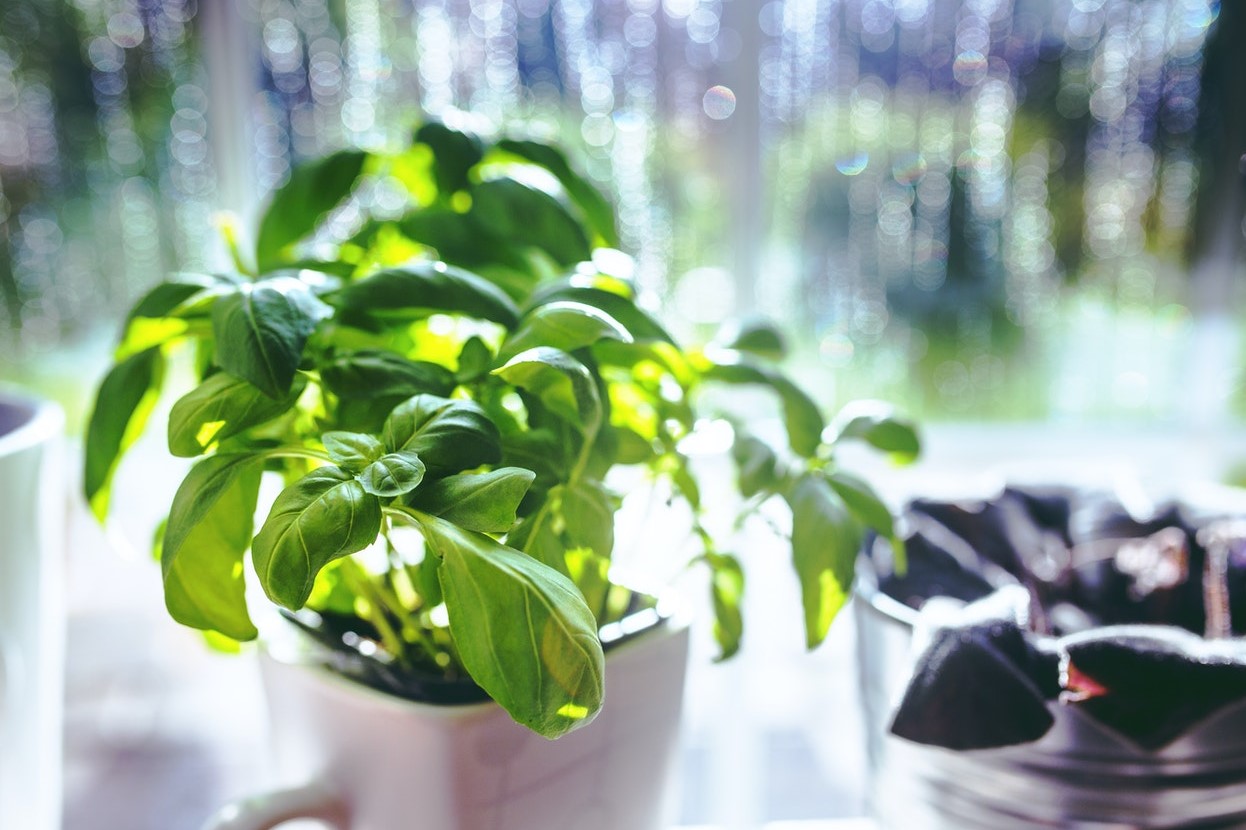 How to Get Rid of Basil Pests HappySprout