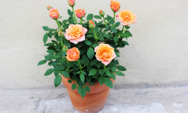 Several orange miniature roses in a large pot