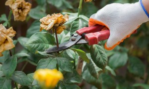 A gardener pruning plants