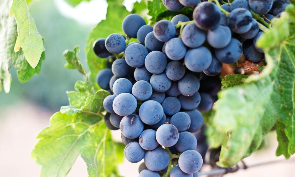 Purple grapes on a vine