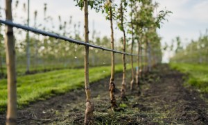 A row of sapling trees with a small black tube dripping water