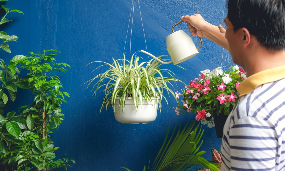 Man watering spider plant