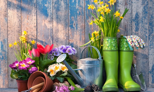Colorful potted flowers and garden tools arranged against a wooden wall with peeling blue paint