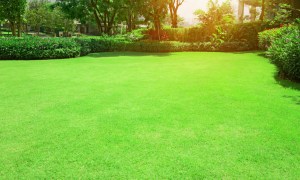 Manicured Bermuda lawn