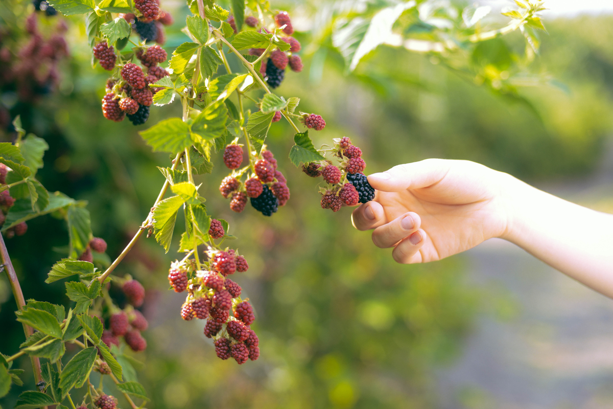 Amazon.com : Premier Plant Solutions 20828 Bushel and Berries BlackBerry  (Rubus) Baby Cakes, 1 Gallon : Patio, Lawn & Garden