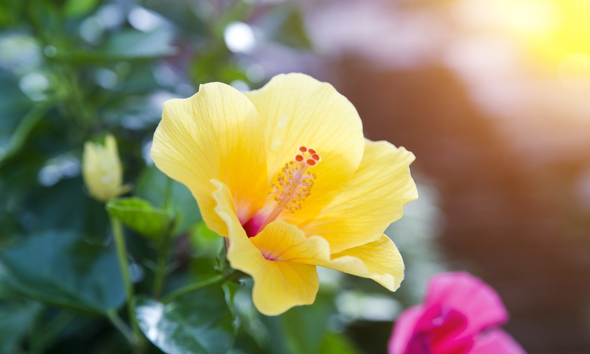 Close up of a yellow hibiscus flower