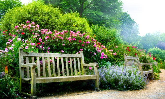 A bench in an English garden