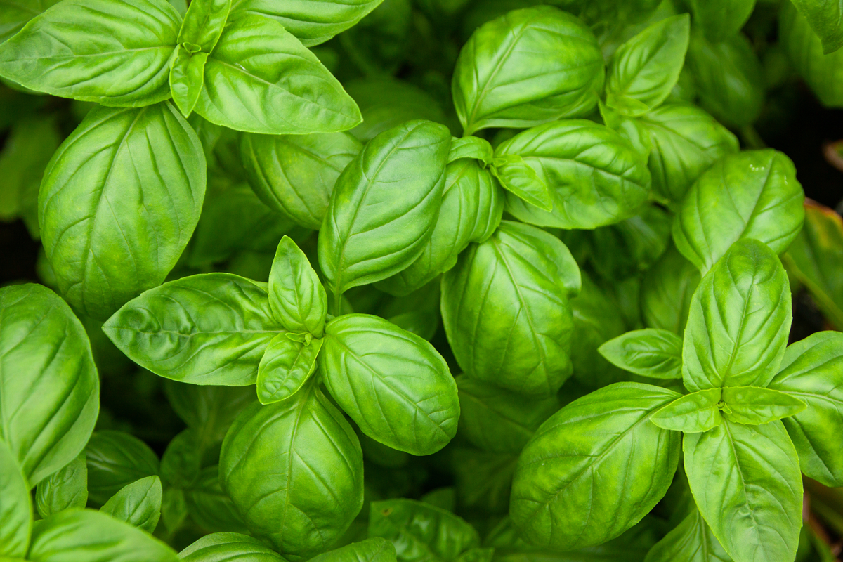 How To Protect Your Basil Plants From Pests HappySprout