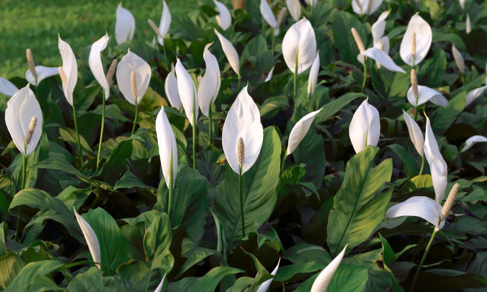 Several peace lily plants growing outside