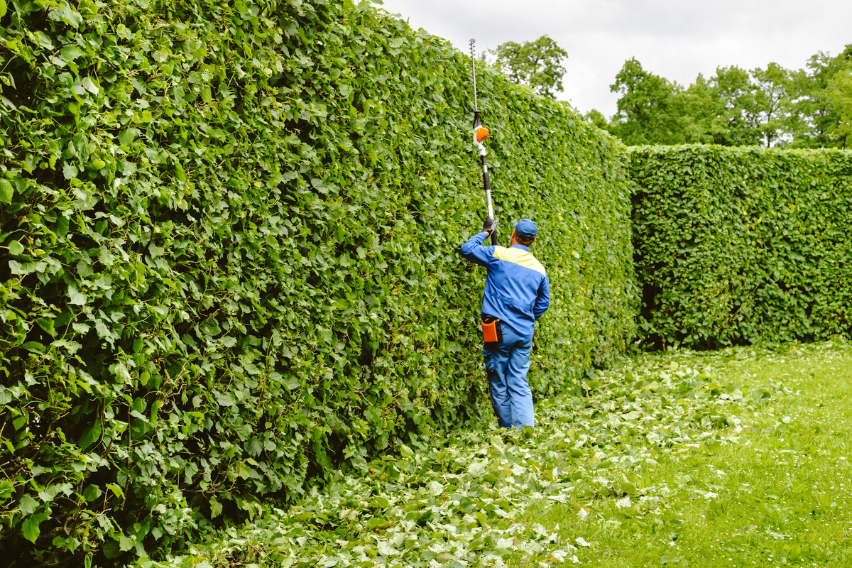 The difference between pruning and trimming |
