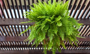 Medium-sized Boston fern in a pot on a balcony