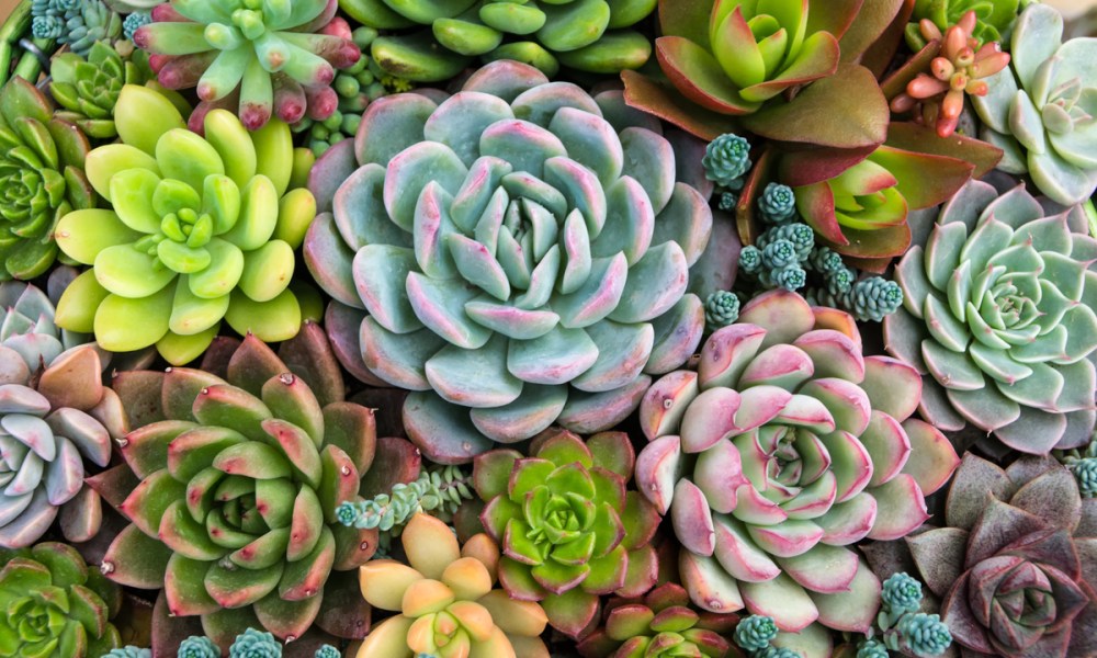 An arrangement of different echeveria succulents of different sizes and colors