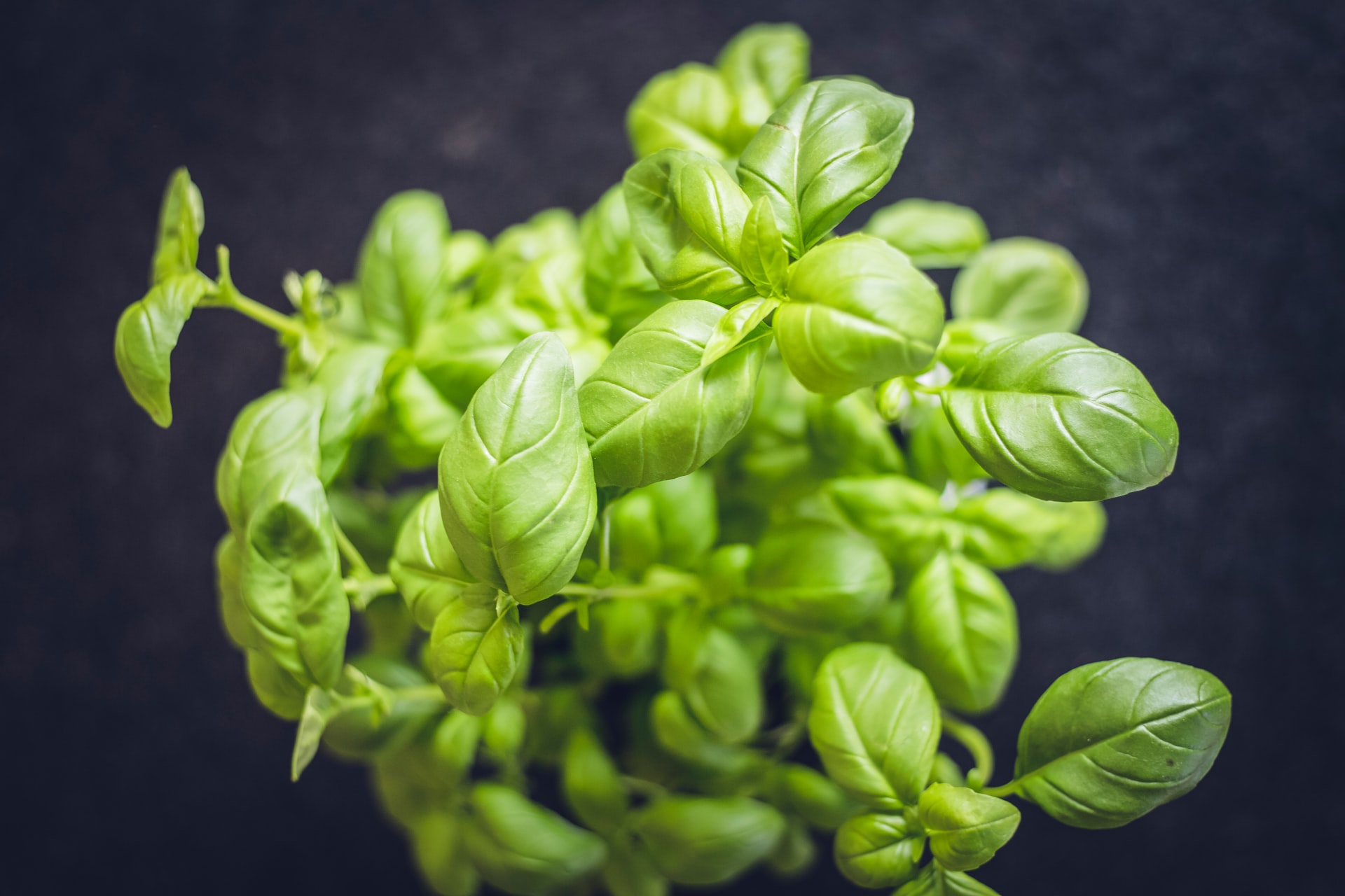 How To Protect Your Basil Plants From Pests HappySprout