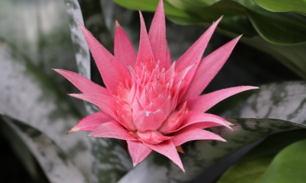 Bromeliad in bloom